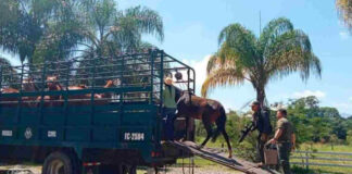 La encefalomielitis equina llega a Uruguay y amenaza a la población La encefalomielitis equina llega a Uruguay y amenaza a la población