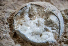 Descubren tres fósiles de huevos de dinosaurio cristalizados Descubren tres fósiles de huevos de dinosaurio cristalizados
