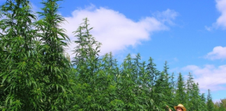 Abren las solicitudes de licencias para cultivar y procesar cantidades industriales de cáñamo Abren las solicitudes de licencias para cultivar y procesar cantidades industriales de cáñamo