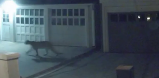 Cámaras de seguridad capturaron imágenes de un puma merodeando por Lowry Hill Cámaras de seguridad capturaron imágenes de un puma merodeando por Lowry Hill