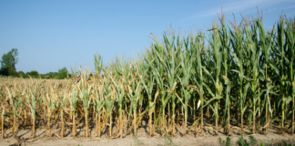 Minnesota ve cambios en su agricultura con el avance del cambio climático Minnesota ve cambios en su agricultura con el avance del cambio climático