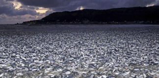 Hallan cientos de miles de sardinas muertas en costas de Japón Hallan cientos de miles de sardinas muertas en costas de Japón