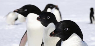 La especie de pingüinos que todos conocemos… no son pingüinos La especie de pingüinos que todos conocemos... no son pingüinos
