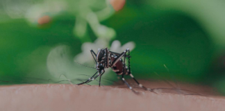 ¿Cómo pasan los mosquitos el invierno en Minnesota? ¿Cuándo volverán? ¿Cómo pasan los mosquitos el invierno en Minnesota? ¿Cuándo volverán?