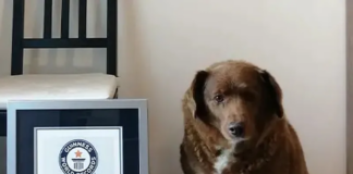 El título del perro más viejo de todos los tiempos está en duda… El título del perro más viejo de todos los tiempos está en duda...