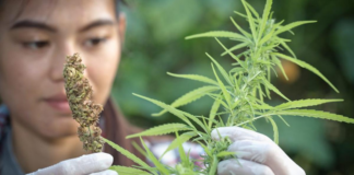 Minnesota necesitará casi 400 dispensarios para cumplir con la ley estatal de marihuana legal Minnesota necesitará casi 400 dispensarios para cumplir con la ley estatal de marihuana legal