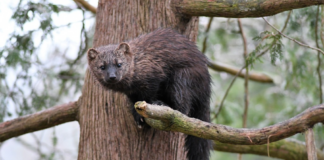Una marta fue resucitada con RCP tras caer en una trampa Una marta fue resucitada con RCP tras caer en una trampa