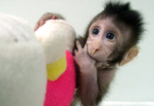Re-Tro, el primer mono rhesus clonado que sobrevive Re-Tro, el primer mono rhesus clonado que sobrevive