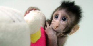 Re-Tro, el primer mono rhesus clonado que sobrevive Re-Tro, el primer mono rhesus clonado que sobrevive
