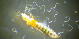 Gusano nematodo transparente ayuda a controlar plagas en cultivos cálidos Gusano nematodo transparente ayuda a controlar plagas en cultivos cálidos