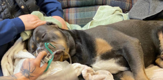 Rescate de los bomberos: un perro se recupera tras caer en el hielo de Little Elk Lake Rescate de los bomberos: un perro se recupera tras caer en el hielo de Little Elk Lake