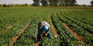 ¿La crisis fronteriza de Texas golpeará el trabajo de las granjas de Minnesota? Parece que sí… ¿La crisis fronteriza de Texas golpeará el trabajo de las granjas de Minnesota? Parece que sí...