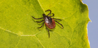 El clima cálido adelantó la llegada de las garrapatas a los jardines El clima cálido adelantó la llegada de las garrapatas a los jardines