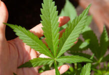 El Bundesrat, cámara alta del parlamento alemán aprueba legalización parcial del cannabis El Bundesrat, cámara alta del parlamento alemán aprueba legalización parcial del cannabis