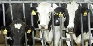 Preocupación: vacas lecheras de Texas y Kansas dieron positivo de gripe aviar Preocupación: vacas lecheras de Texas y Kansas dieron positivo de gripe aviar
