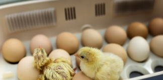 ¿Deberían los estudiantes poder incubar todo tipo de huevos en sus aulas? ¿Deberían los estudiantes poder incubar todo tipo de huevos en sus aulas?