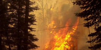 Alerta: la temporada de incendios forestales se adelantó seis semanas Alerta: la temporada de incendios forestales se adelantó seis semanas