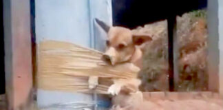 Hombre amarró a perrito a un poste, por defecar frente a su casa Hombre amarró a perrito a un poste, por defecar frente a su casa