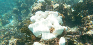 Los océanos sufren un blanqueo masivo de los corales a nivel global Los océanos sufren un blanqueo masivo de los corales a nivel global