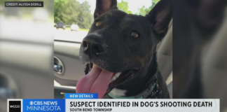 Terror en el sur: un hombre mató a tiros a un perro y amenazó a otras familias por sus mascotas Terror en el sur: un hombre mató a tiros a un perro y amenazó a otras familias por sus mascotas