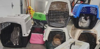 Tenía más de 100 gatos en una casa de Crosby: ¿cómo procedieron? Tenía más de 100 gatos en una casa de Crosby: ¿cómo procedieron?