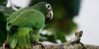 Los huracanes amenazan con extinguir a los loros puertorriqueños salvajes… Los huracanes amenazan con extinguir a los loros puertorriqueños salvajes...