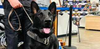 Rescatan a perro de la calle y hoy es un consagrado K-9 detector de drogas… Rescatan a perro de la calle y hoy es un consagrado K-9 detector de drogas...