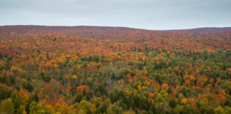 Los bosques del norte están al borde del abismo: ¿pueden desaparecer en 50 años? Los bosques del norte están al borde del abismo: ¿pueden desaparecer en 50 años?