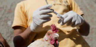 Alerta: un ser humano de Texas, contagiado por gripe aviar altamente patógena Alerta: un ser humano de Texas, contagiado por gripe aviar altamente patógena