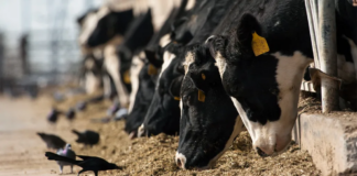 Los productores de leche en Minnesota están en alerta máxima por la influenza aviar Los productores de leche en Minnesota están en alerta máxima por la influenza aviar