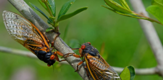 ¿Sabías que llegarán “cigarras zombis” infectadas por un hongo que las vuelve hipersexuales? ¿Sabías que llegarán "cigarras zombis" infectadas por un hongo que las vuelve hipersexuales?