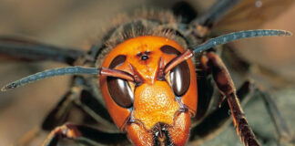 Avispón asesino asiático amenaza a Europa, y tiene presencia en EEUU Avispón asesino asiático amenaza a Europa, y tiene presencia en EEUU