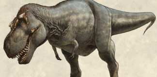 Nuevo estudio arroja que los dinosaurios eran listos, pero no tanto Nuevo estudio arroja que los dinosaurios eran listos, pero no tanto