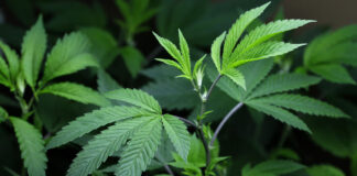 DoJ gestiona para reclasificar la marihuana como droga menos peligrosa DoJ gestiona para reclasificar la marihuana como droga menos peligrosa