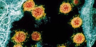 FLiRT: La nueva variante de Covid-19 que vendrá este verano FLiRT: La nueva variante de Covid-19 para este veerano