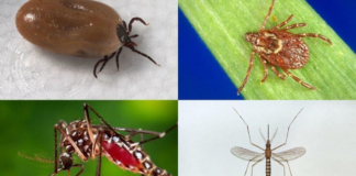 Mosquitos y garrapatas, preparando la invasión: ¿qué hay que tener en cuenta? Mosquitos y garrapatas, preparando la invasión: ¿qué hay que tener en cuenta?