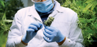 Más de 300 estudiantes de St. Cloud estudian programa de certificación de cannabis Más de 300 estudiantes de St. Cloud estudian programa de certificación de cannabis