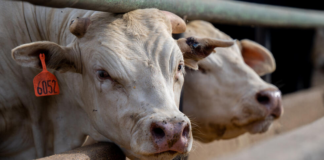 OMS: la gripe aviar en vacunos de Texas puede llegar a otros países a través de las aves OMS: la gripe aviar en vacunos de Texas puede llegar a otros países a través de las aves