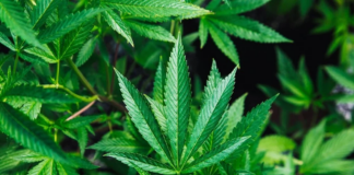 El Congreso analiza una medida contra productos del cáñamo: ¿cómo influiría en Minnesota? El Congreso analiza una medida contra productos del cáñamo: ¿cómo influiría en Minnesota?