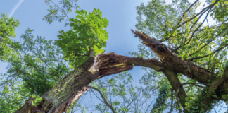 En un funeral, cae rama de árbol sobre cuatro personas; una está en estado crítico En un funeral, cae rama de árbol sobre cuatro personas; una está en estado crítico