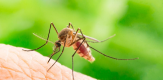 Tras el abril lluvioso, los mosquitos aparecieron con fuerza en Minnesota Tras el abril lluvioso, los mosquitos aparecieron con fuerza en Minnesota