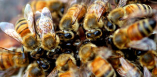 Muere hispano por ataque de más de 300 abejas; salvó a niño que lo acompañaba Muere hispano por ataque de más de 300 abejas; salvó a niño que lo acompañaba