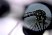 El dengue se expandirá en su totalidad en México y Brasil para 2039 El dengue se expandirá en su totalidad en México y Brasil para 2039