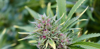 Incautan gran cantidad de flores de cannabis de 91 minoristas en Minnesota Incautan gran cantidad de flores de cannabis de 91 minoristas en Minnesota