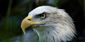 Quieren convertir al águila calva en el ave oficial de Estados Unidos Quieren convertir al águila calva en el ave oficial de Estados Unidos