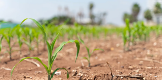 La sequía de Minnesota ha terminado oficialmente por primera vez en dos años La sequía de Minnesota ha terminado oficialmente por primera vez en dos años