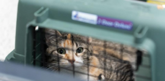 Rescatan a perros y gatos maltratados en un refugio de Fridley Rescatan a perros y gatos maltratados en un refugio de Fridley