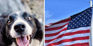 Endurecen los requisitos para cruzar perros a los Estados Unidos por la frontera Endurecen los requisitos para cruzar perros a los Estados Unidos por la frontera