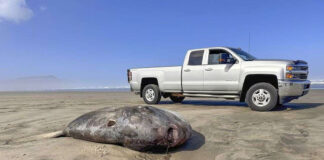 Pez luna de 2 metros sorprende en playa de Gearhart en la costa de Oregón Pez luna de 2 metros sorprende en playa de Gearhart en la costa de Oregón