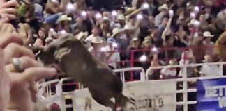 Toro se salta la valla y lesiona a tres personas en un rodeo de Oregón Toro se salta la valla y lesiona a tres personas en un rodeo de Oregón